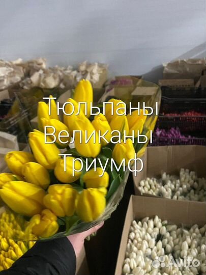 Тюльпаны к 8 марта оптом