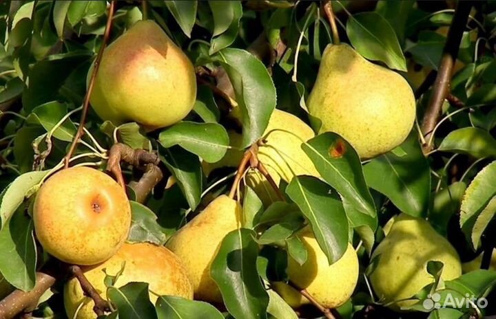 Грунт растительный для парника и газона (сеяный)