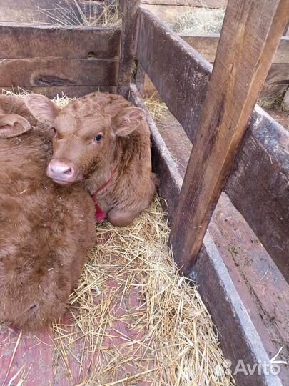 Телочка 10 месяцев