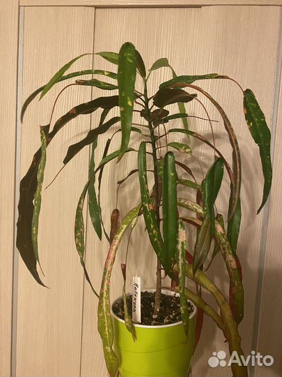 Кротон Halloween