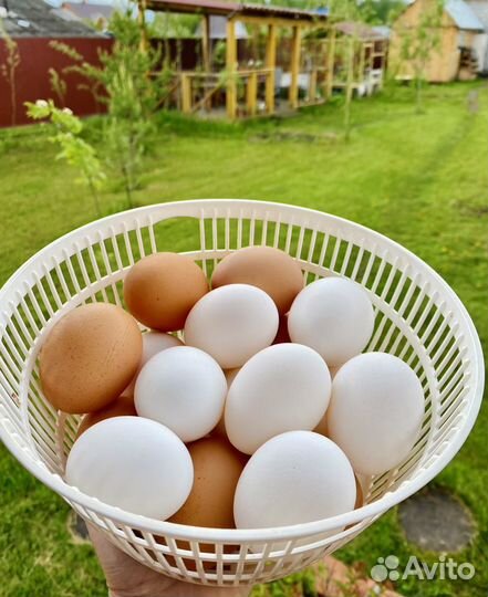 Домашние куриные яйца, мясо бройлера, мясо кролика