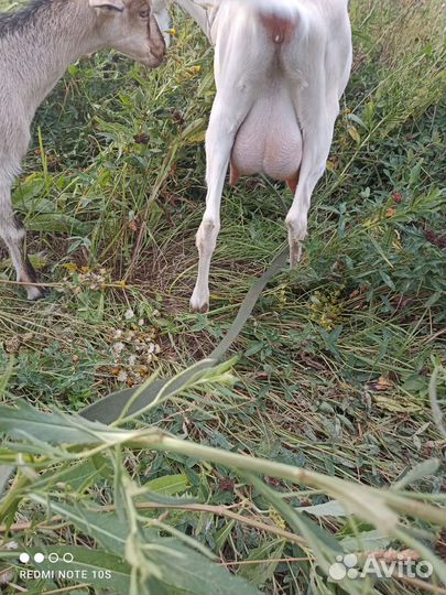 Коза дойная молочная