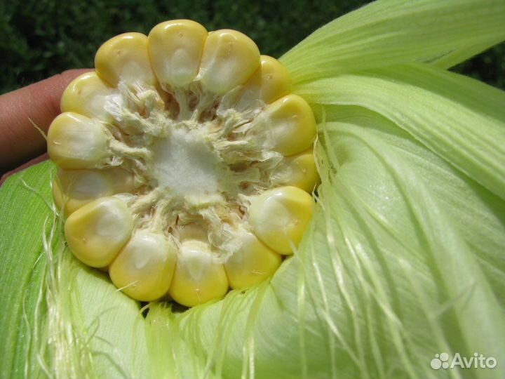 Семена Кукурузы 