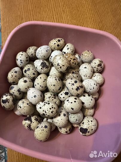 Инкубационное яйцо перепелов техас утяжеленный