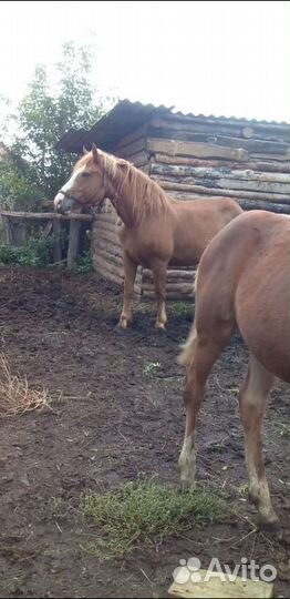 Продам кобылу с жеребёнком