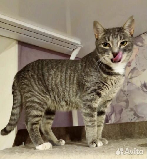 Молодой полосатый котик Барни ищет дом