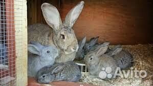Продажа кроликов