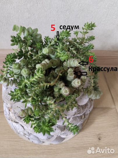 Комнатные растения