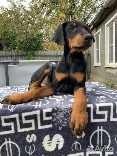 Детки доберманчики