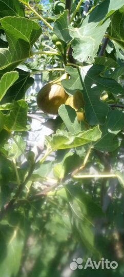 Инжир свежий.зарезервирован