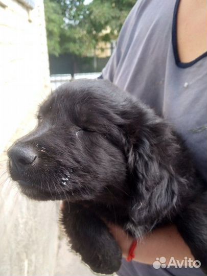 Отдам в добрые руки