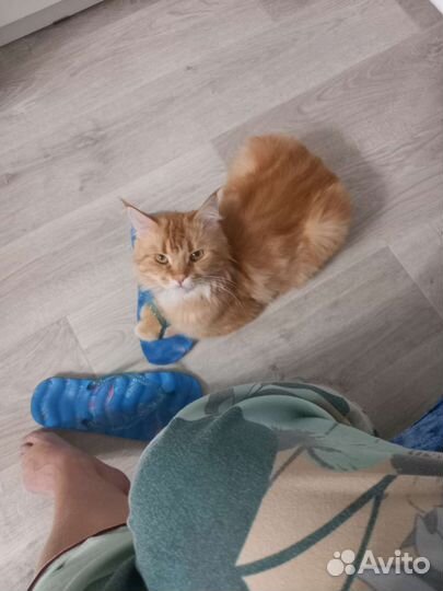 Мейн-кун(метис)