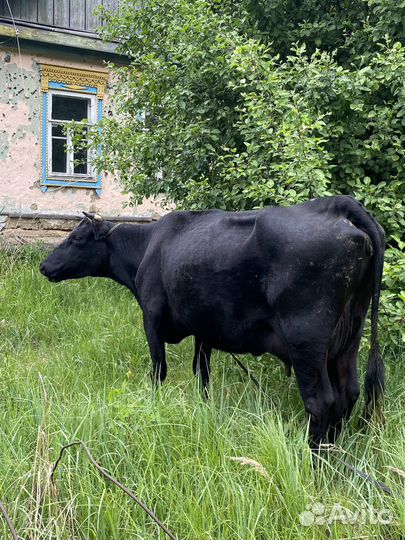 Продается корова