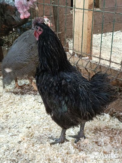 Петух ухейилюй