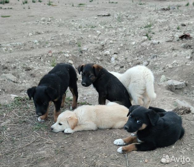 Щенки (щенок) В добрые руки 1 месяц