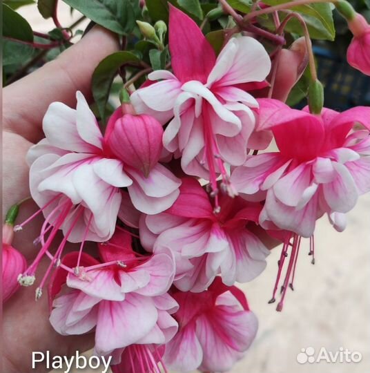 Фуксия сортовая