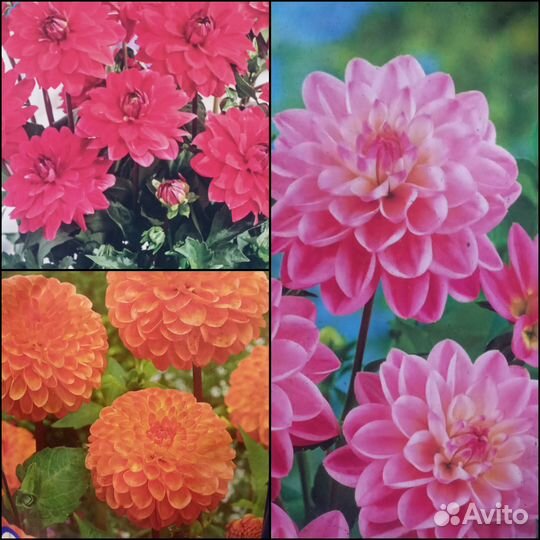 Клубни Георгинов