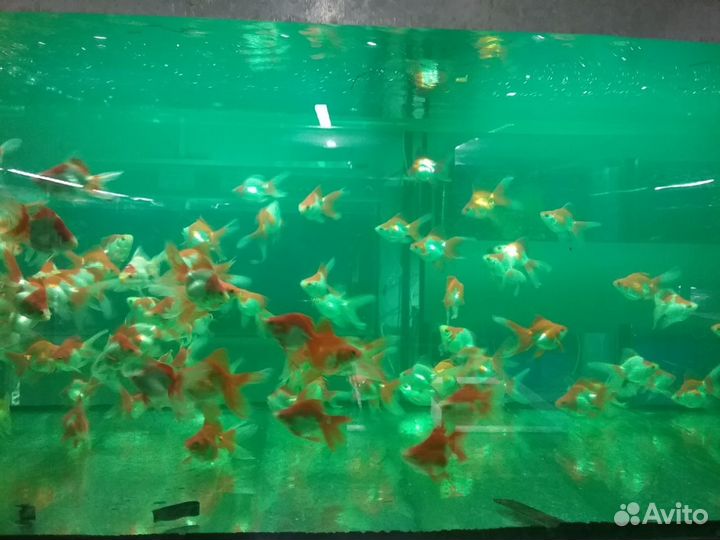 Водный-Мир.Оптом Аквариумные рыбки и растение