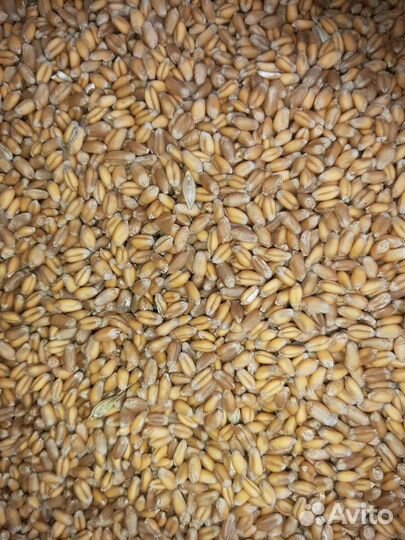 Зерновые культуры