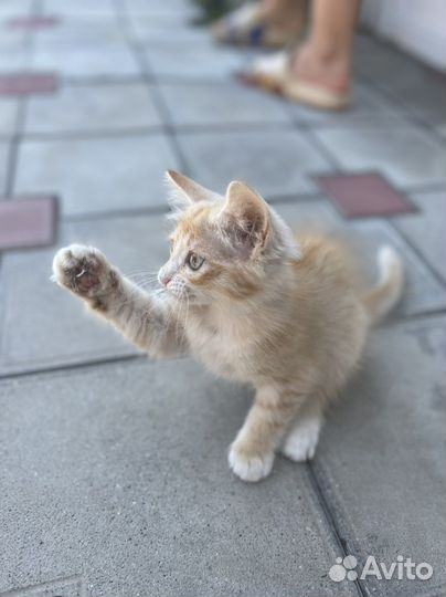 Котята в добрые руки даром