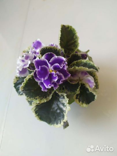 Фиалки сортовые