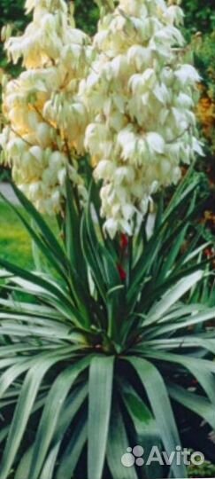 Юкка, флокс Ауреоле