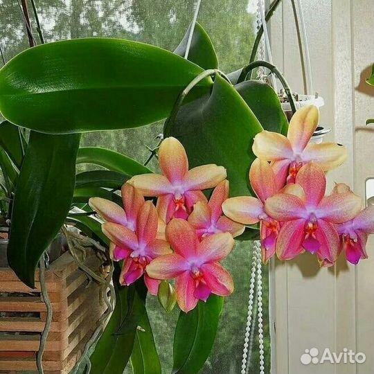 Орхидея Лиодоро