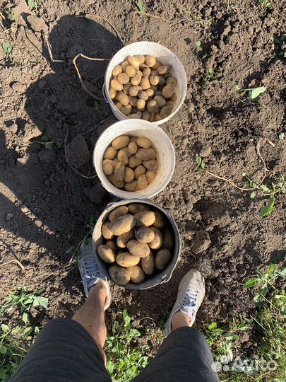 Картофель фермерский