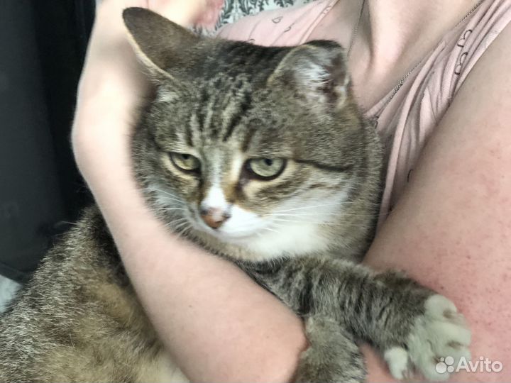Красивая кошечка в добрые руки