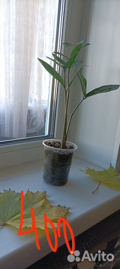 Замиокулькас продам