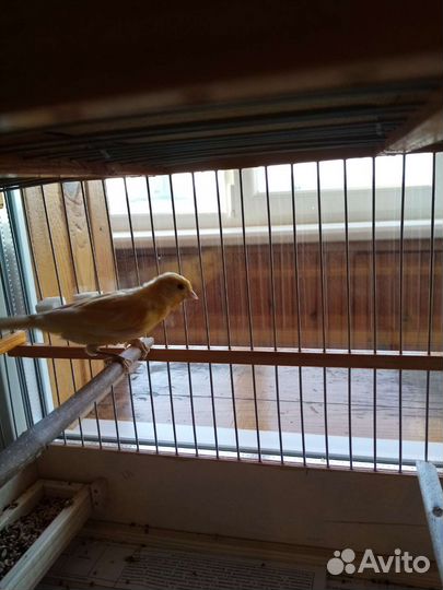 Кенар и канарейки