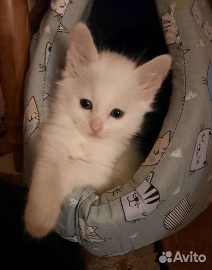 Турецкая ангора