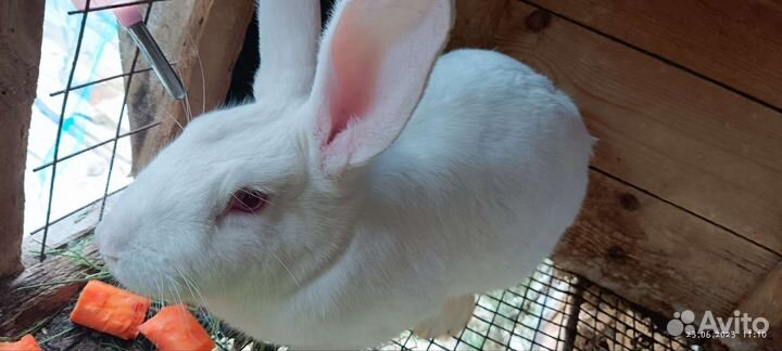 Кролик