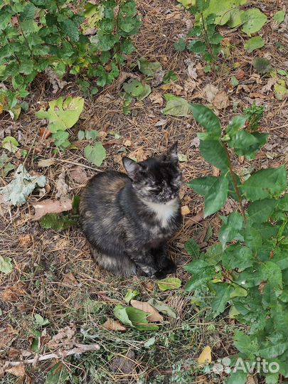 Кошка черепахового окраса