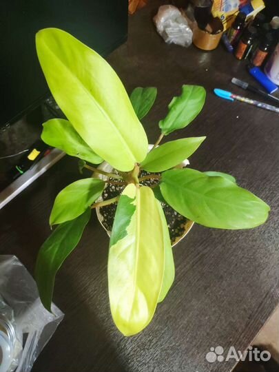 Филодендроны