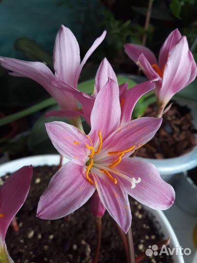 Свинчатка,Зефирантесы,Гиппеаструм