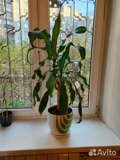 Пальма Драцена (Юкка) Фрагранс