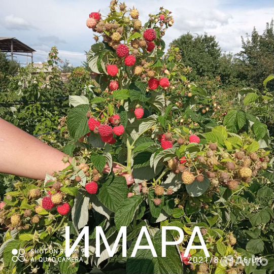 Саженцы ремонтантной малины и рассада клубники