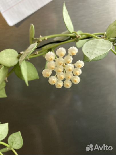 Хойя лакуноза эскимо сильвер