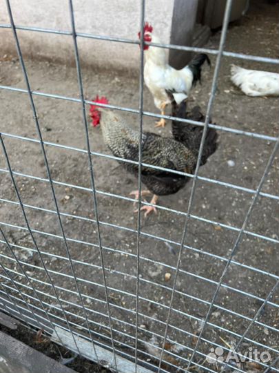 Куры петухи