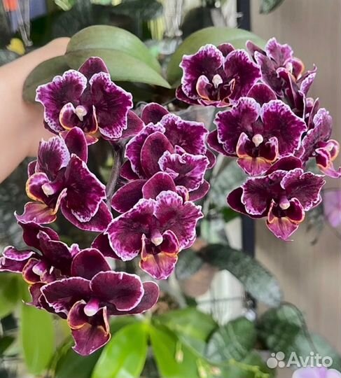 Орхидея Miki Black Angel (peloric - 2 eyes)