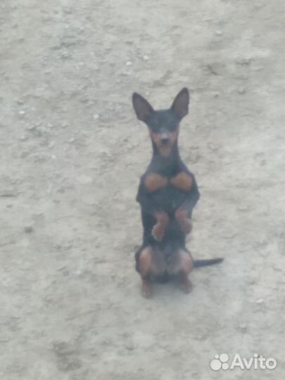 Цвергпинчер ищет подругу для серьёзных отношений