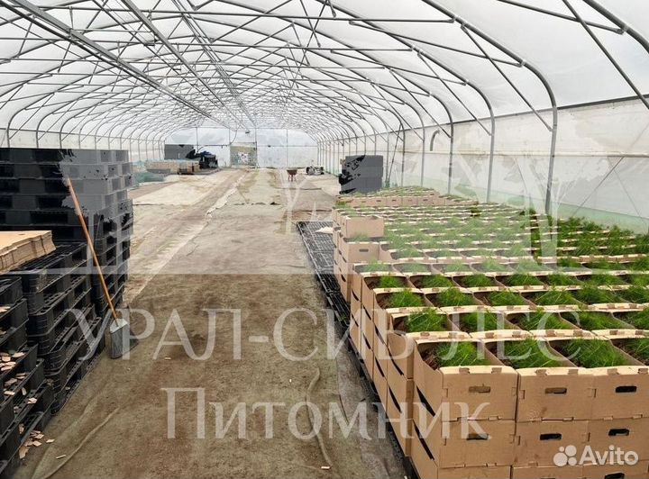 Предзаказ Голубая ель зкс сеянцы