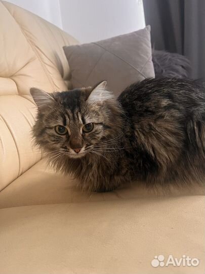 Кошечка в добрые руки