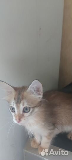 Котята турецкой ангоры