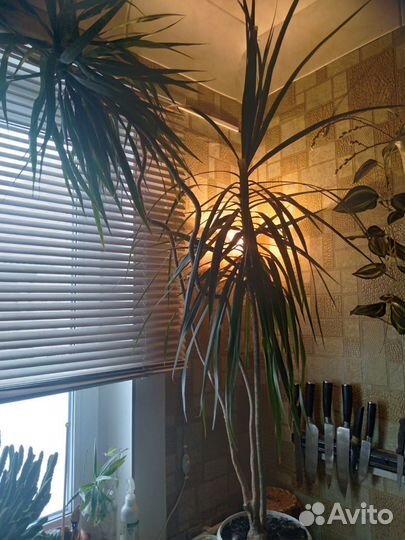 Пальма драцена