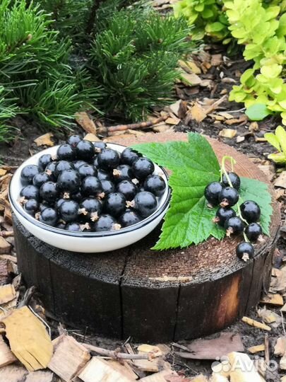 Саженцы малины, смородины