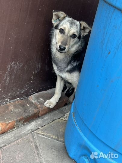 Щенок девочка