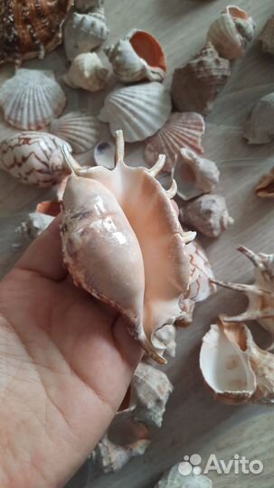 Морские ракушки раковины