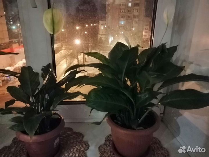 Спатифиллум